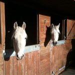 horses